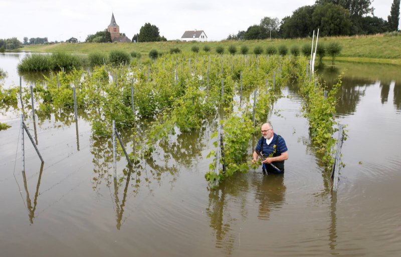 Een wijngaard in de uiterwaarden staat onder water.