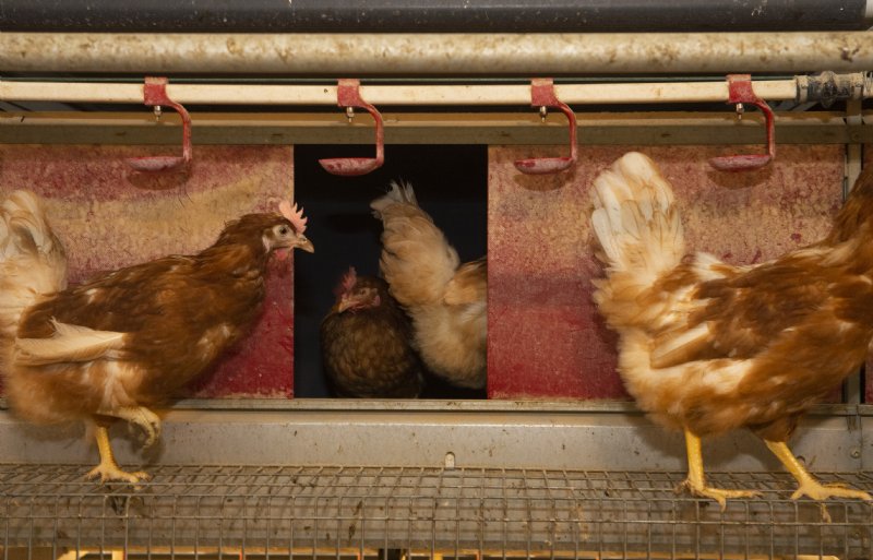 Een te hoog gehalte aan mycotoxinen verlaagt de voerefficiëntie en eierproductie.