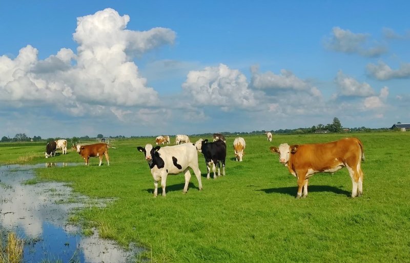 De mate van depositie maakt uit of veehouders mee kunnen doen aan een opkoopregeling