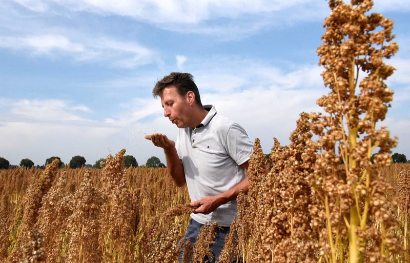 Gerard van Mastwijk dorste in de nazomer van 2021 een mooie en zuivere quinoa.