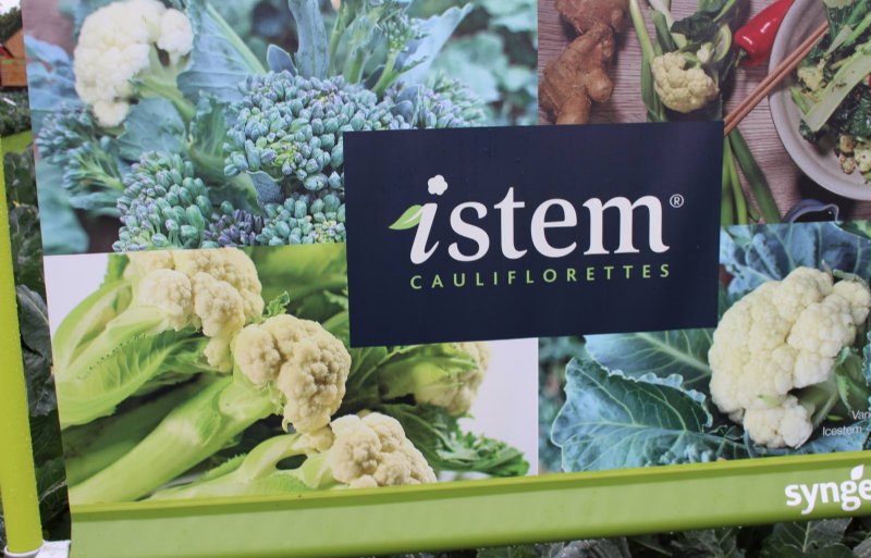 De internationale benaming voor de nieuwe bloemkoolvariant bij Syngenta Seeds is cauliflorettes.