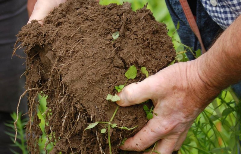 De wortels van de groenbemesters zorgen voor toevoer van organische stof.