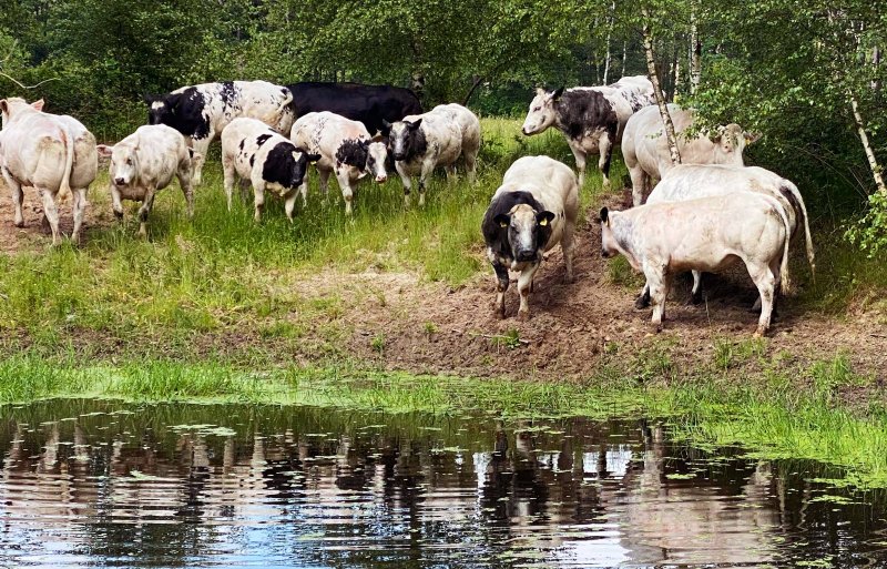 De koeien van boerderij D’n Heerd grazen vaak in natuurgebied Huis ter Heide.