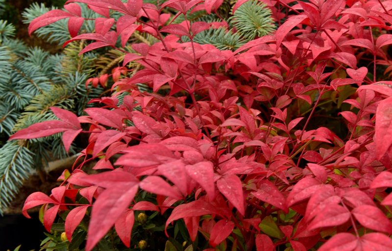 'Obsessed' krijgt rood blad in de herfst.