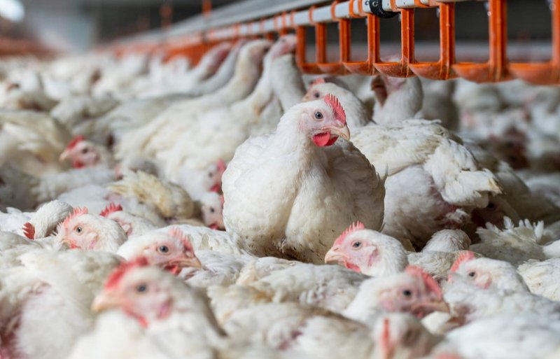 Verwerkt dierlijk eiwit van pluimvee mag sinds 2021 in varkensvoeder worden verwerkt.