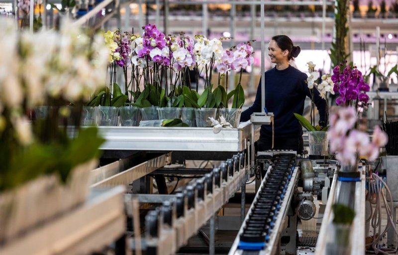 Ter Laak Orchids heeft in zijn twee kwekerijen in Wateringen honderd vaste medewerkers.