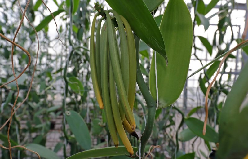 De peulen van de vanilleplant in de kas zijn verrassend lang en dik dankzij de geconditioneerde omstandigheden.