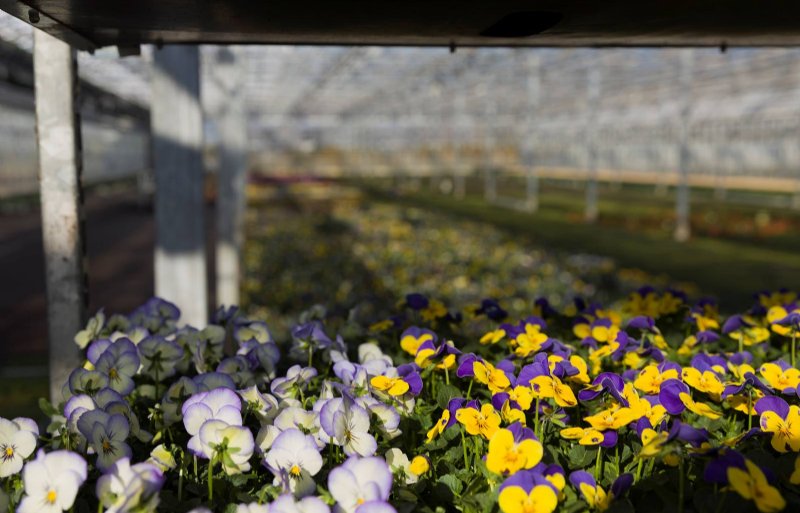 Kwekerij Hartink teelt seizoensbloemen zoals violen.