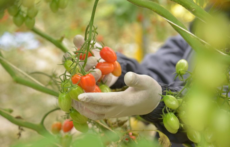 Azura test ieder jaar achthonderd nieuwe tomatenvariëteiten.