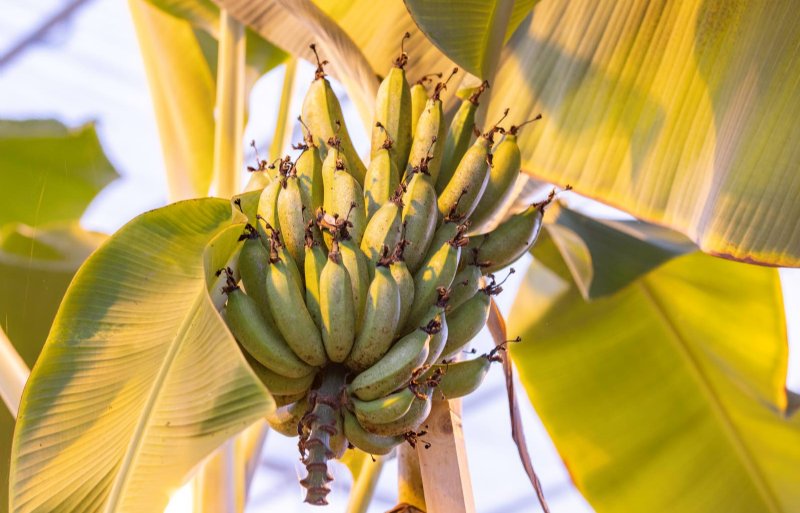 In de kas van Neder Banaan staan honderd bananenplanten van vijf verschillende rassen.