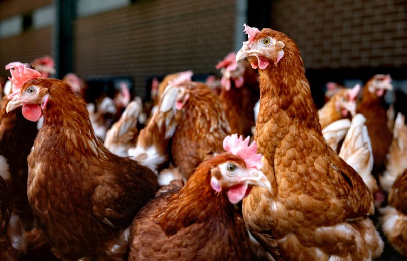Kippen worden gehouden in grote groepen.