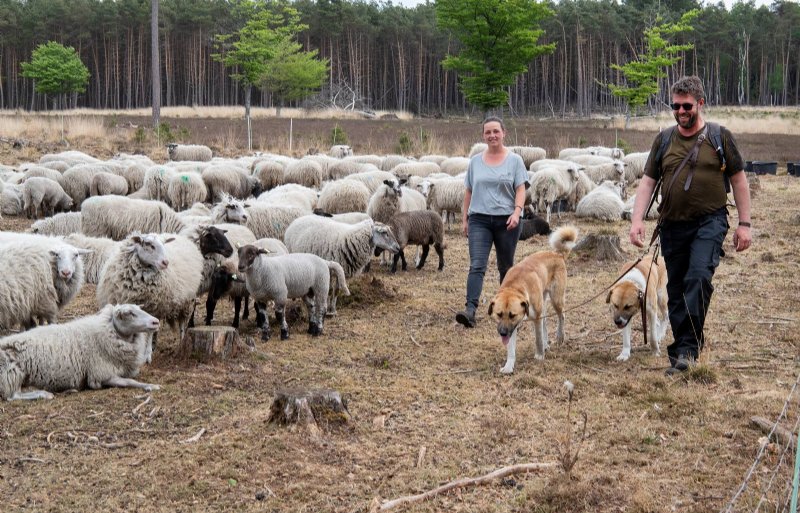 Jenny Dorgelo begeleidt schapenhouder Paul Aalbers met zijn twee nieuwe honden.