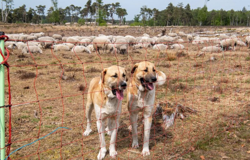 Schaapherders beschermen hun dieren met speciale kuddebeschermingshonden.