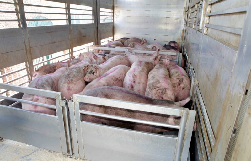 Separating 'orange' and 'green' pigs during transport causes unnecessary stress.