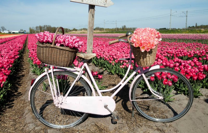 De ondertussen ‘beroemde’ fiets met bloemenmanden.
