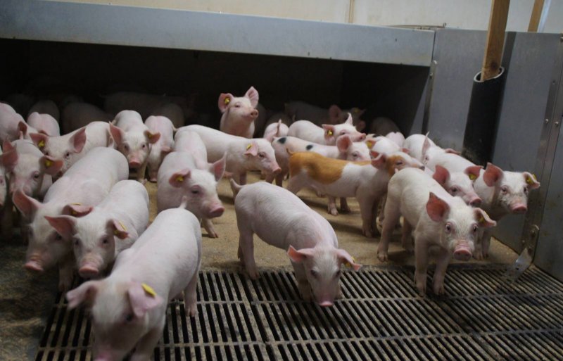 The weaned piglets are crawling on Lauritzen's farm