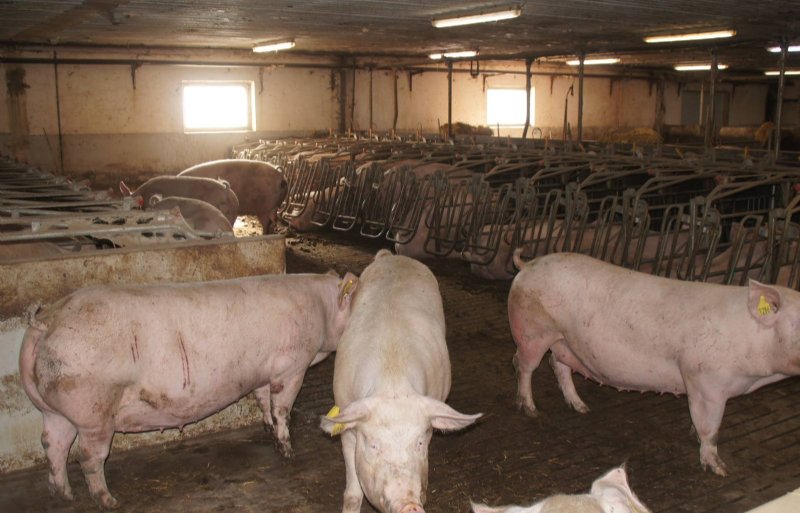 Pregnant sows in boxes with exit and extra space in front of Lauritzen