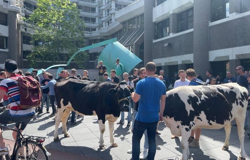 Boeren demonstreren met koeien bij de Tweede Kamer in Den Haag.