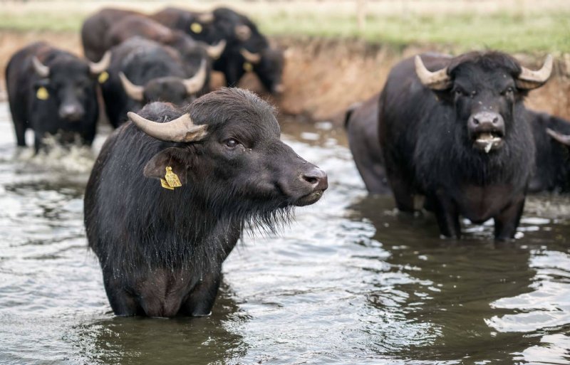 De waterbuffels van Arjan Swinkels staan het het hele jaar buiten.