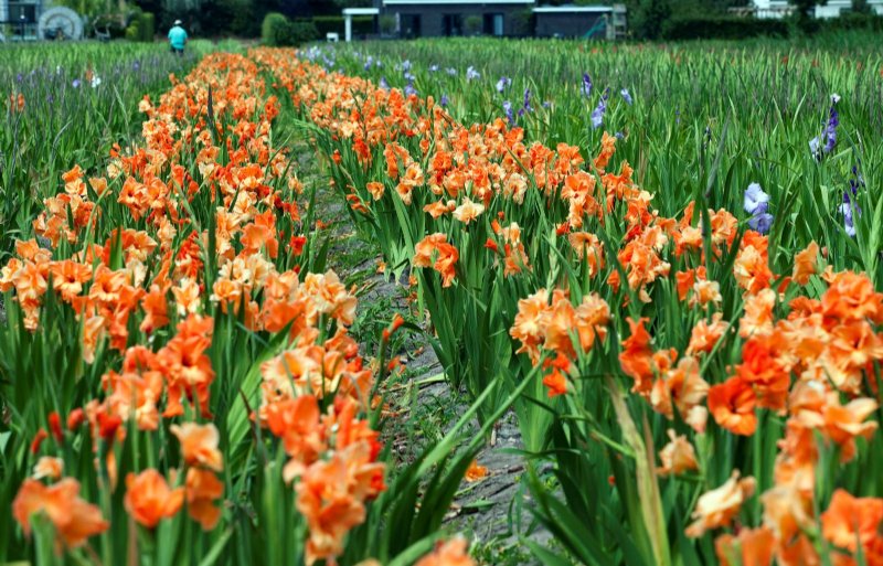 De kwekerij produceert 35 verschillende gladiolen. 
