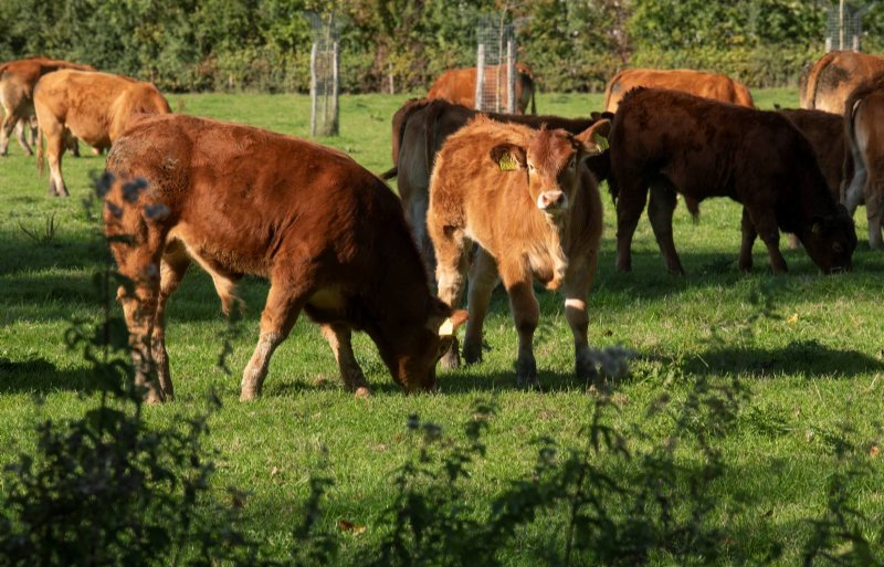 De koeien van de familie Rutten uit Wijlre grazen op botanisch hooiland.