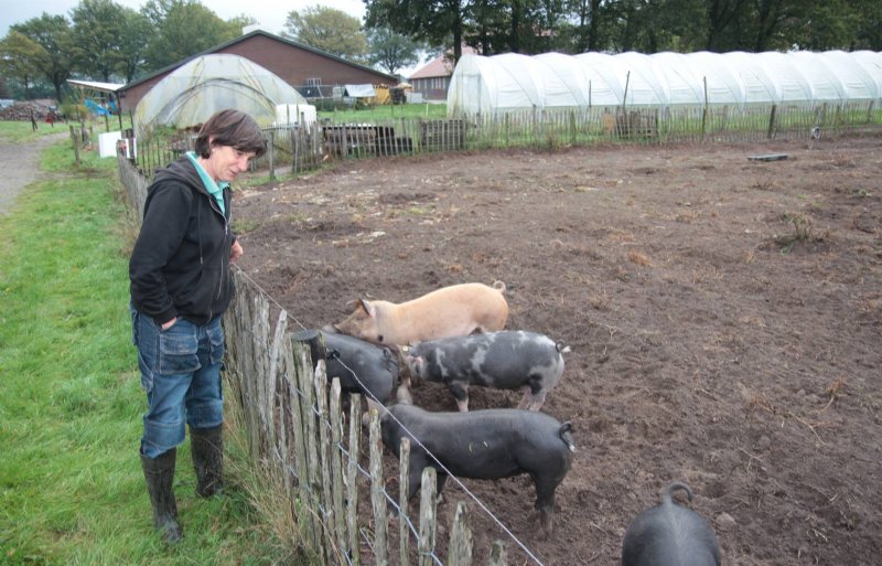 Gina van Gorp, bedrijfsleider van Herenboerderij Goedentijd in Alphen (NB) met een deel van de zestien varkens op het bedrijf.