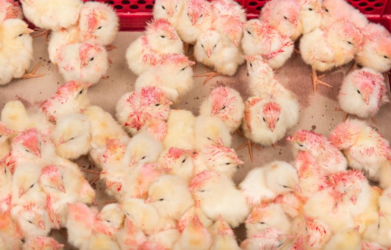 One-day-old chicks are vaccinated against coccidiosis in the hatchery.  The food coloring helps control it and the chicks peck at it so they absorb it well.