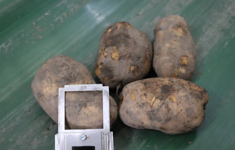 Volgens Kranenburg is Agria een aardappelras dat grof groeit, dus minder knollen, maar daardoor wel grotere aardappelen.