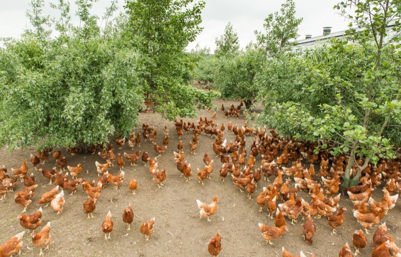 Al tijdens de opfok moeten de hennen kunnen wennen aan de vrije uitloop.