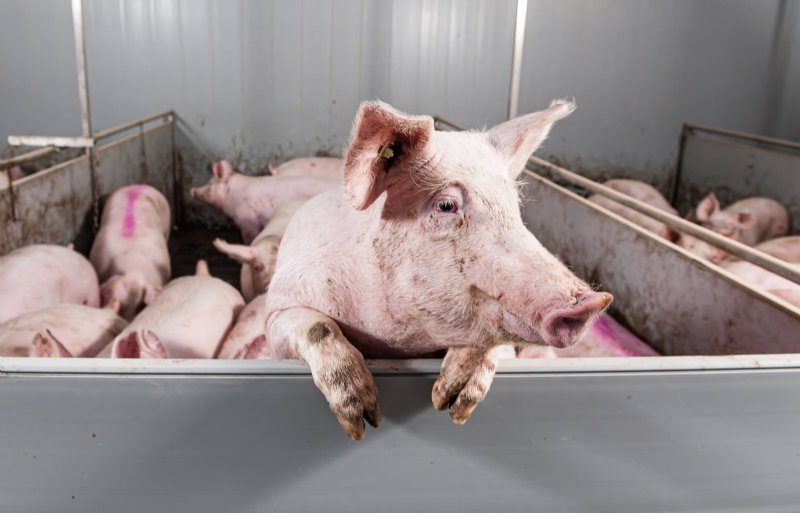 Bij een risicogerichte controle door de NVWA blijkt dat 85 procent van de gecontroleerde varkenshouders de dierrechten goed op orde heeft.