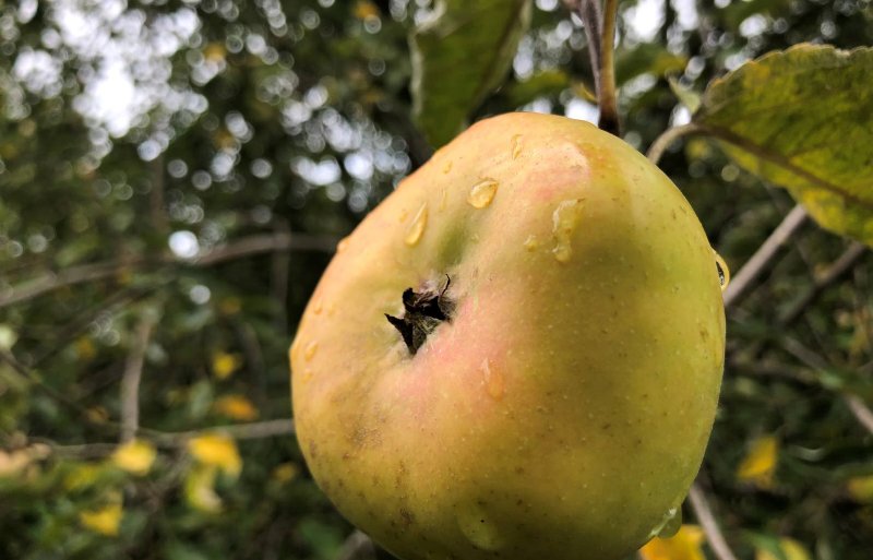 Het zeldzame appelras Kenneke groeit op zandgrond en is in oktober rijp.
