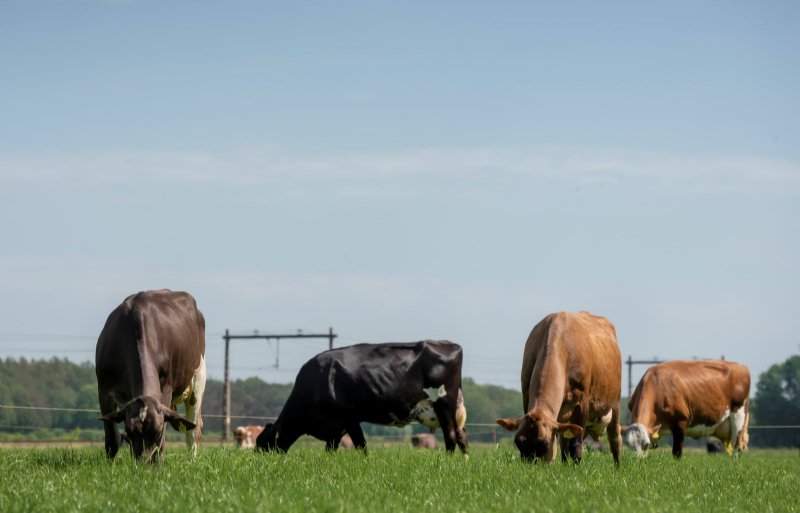 Brown Swiss Kruisingen