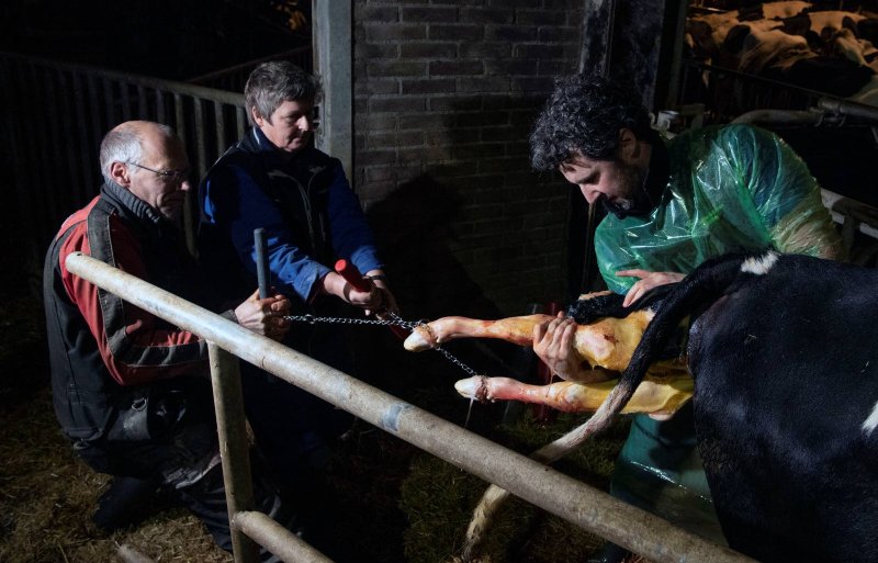 De winnende foto van Ruben Meijerink. Te zien is hoe veearts Rick Kempener van Dierenkliniek Deventer een koe met baarmoedertorsie helpt een kalf ter wereld te brengen. De jury van de Gouden Greep was onder meer te spreken over de eerlijkheid van de foto.