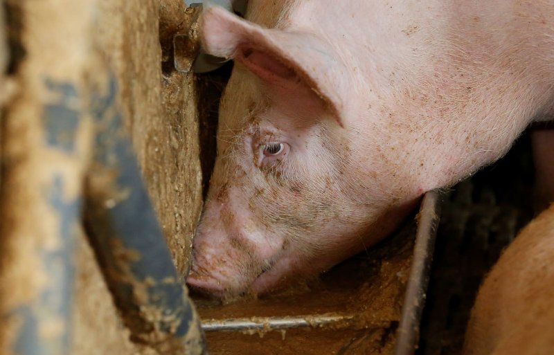 Ongemerkt kunnen slachtrijpe varkens via brijvoer restjes van medicijnen of ontwormingsmiddelen binnenkrijgen.