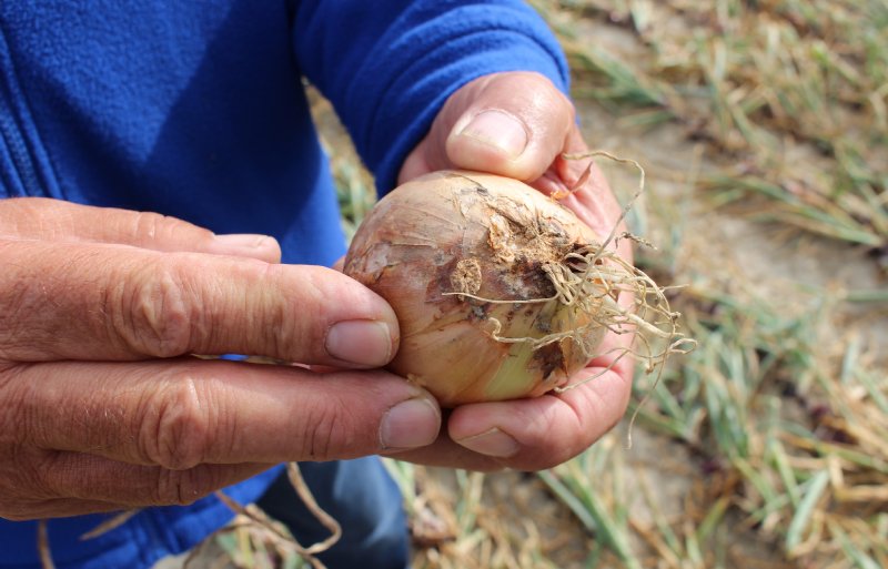 Deze zaaiui is aangetast door fusarium, een hardnekkige bodemschimmel.