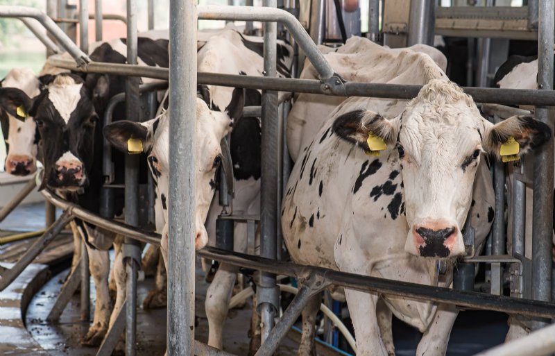 De gemiddelde melkprijs voor 2023 zal uitkomen op 46,5 euro per 100 kilo. Dat is bijna 10,5 euro lager dan een jaar eerder.