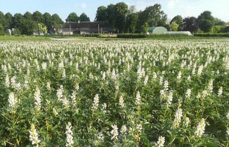 De Producentenorganisatie (PO) Eiwitboeren van Nederland streeft naar een betere verwaarding van eiwitgewassen van eigen bodem.