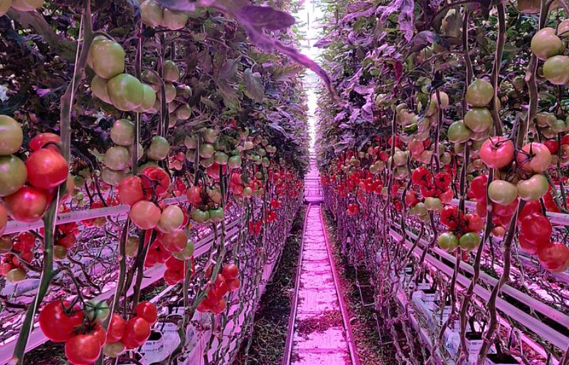 Kennis over ledverlichting vanuit onderzoek maakte dat telers makkelijker durfden over te stappen tijdens de energiecrisis.