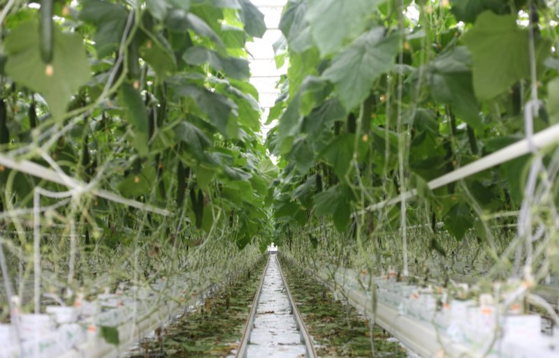 Kwekerij Voorhof oogst jaarlijks tweehonderd komkommers per vierkante meter.