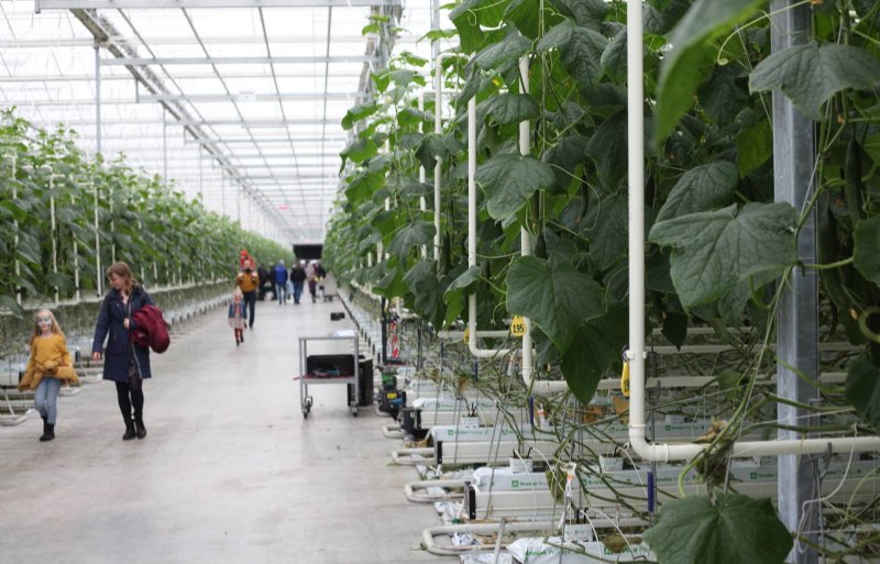 Kwekerij Voorhof teelt komkommers onder bijna 8 hectare glas.