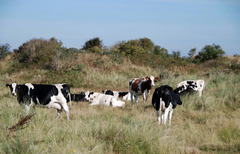 Cows in the salt marsh of Schiermonnikoog.  Farmers on the island reduced their livestock numbers from nitrogen.