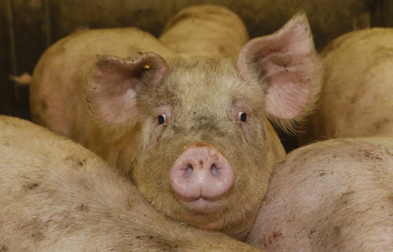 Een gezond varken heeft een goed immuunsysteem dat niet overbelast is.