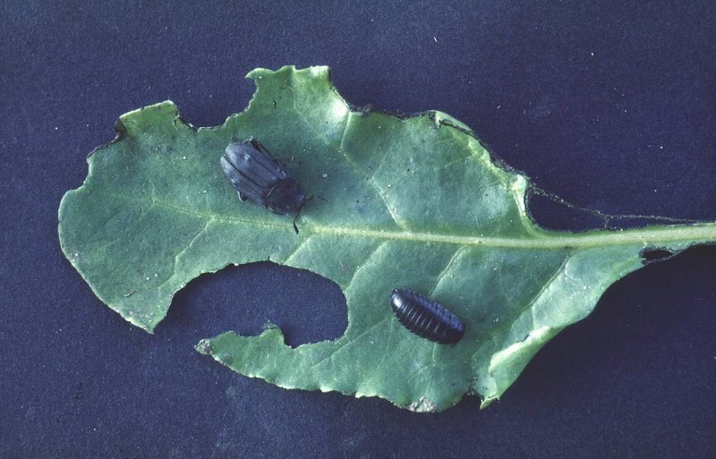 Een bietenaaskever (links) en een larve (rechts) vreten aan de bladranden. Door hun groenzwarte ontlasting blijft er een groenzwarte plakkerige vloeistof op de bladranden achter.