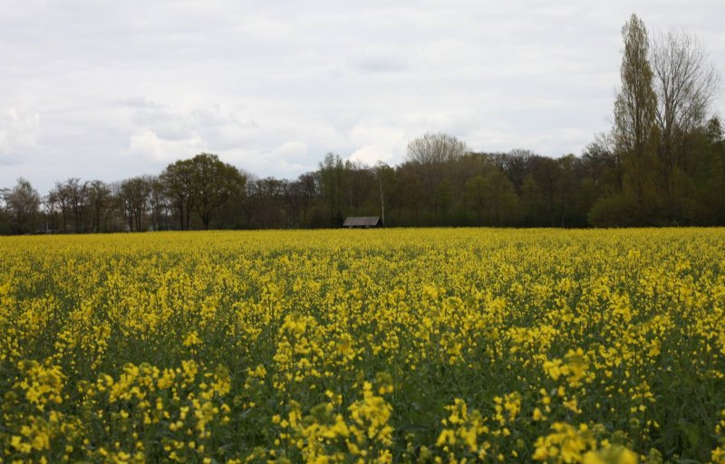 Een bloeiend koolzaadveld eind april net buiten het Gelderse Varsseveld.