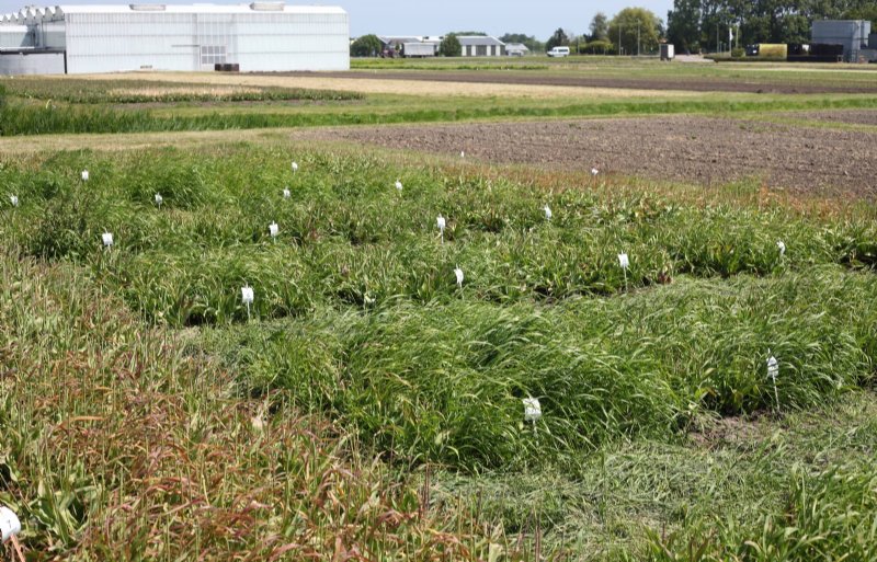 Helemaal achteraan op het tulpenproefveld van Vertify liggen elf objecten tegen gras- en onkruiddoding.
