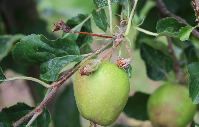 Op diverse Nederlandse appelpercelen is sprake van een beurtjaar door appelbloesemkevers. 
