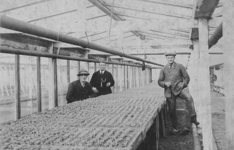 Van Klaveren Plant is door de opa van Ard van Klaveren opgericht in 1934. Hij teelde toen een mix van groenten en bloemen.