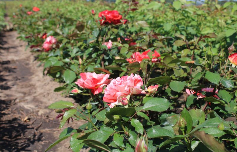 Rosa Mundo kweekt de meeste rozen in de vollegrond.