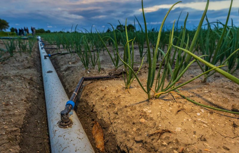 Het Deltaplan Agrarisch Waterbeheer (DAW) is tien jaar geleden opgesteld op initiatief van LTO Nederland om knelpunten op het gebied van water en bodem te helpen oplossen.