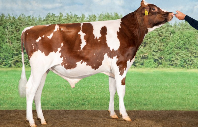 Primetime PP, een succesvolle roodbonte hoornloze Holstein-stier van CRV.